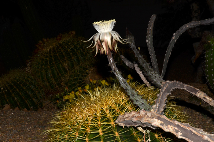 Matraca blooms from May to June. Flowers are fragrant and have showy lanceolate petals and sepals (tepals). Peniocereus johnstonii